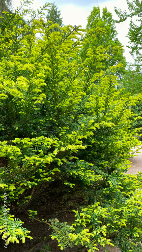 Fototapeta premium Branches of evergreen conifers in a city park. Gardening and landscaping with fresh green decorative trees and plants.