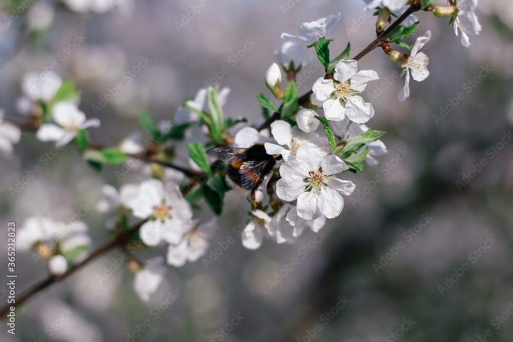 Bumblebee sits on a branch of a flowering tree. White cherry flowers. Green leaves of a tree. Bumblebee near. Bumblebee collects nectar. Wild bumblebee. White spring flowers. Flowers on a tree.