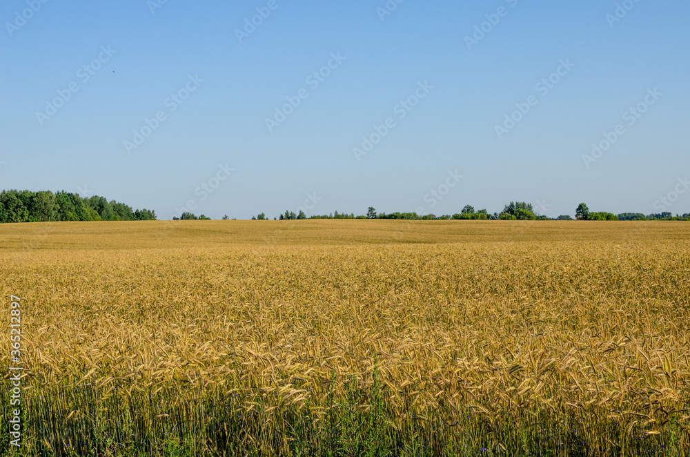 Yellow rye field. A farmer's field where rye grows