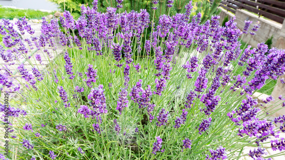 Obraz premium Bush of french lavender closeup top view. Fragrant lavender with lilac flowers in the garden landscape design