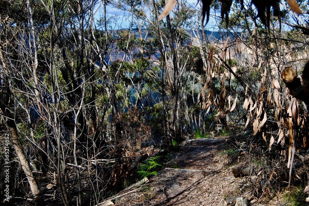 The cliffs and trees in the national park of the Blue Mountains, Australia The cliffs and trees in the national park of the Blue Mountains, Australia