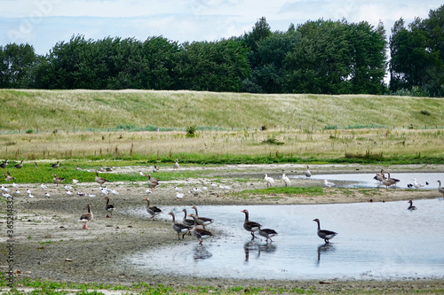 Netherlands. Zeeland. Birds paradise of Burghsluis