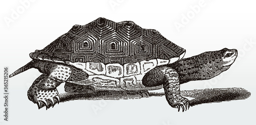 Jamaican slider trachemys terrapen, freshwater turtle in side view after antique illustration from 19th century