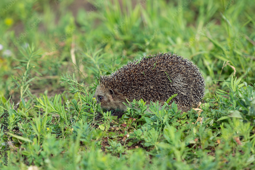 Cute common hedgehog in garden hiding in grass. Cute common hedgehog in garden hiding in grass.