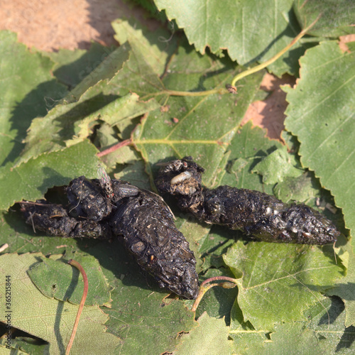 feces of hedgehog in forest. macro photography. forest animal poo