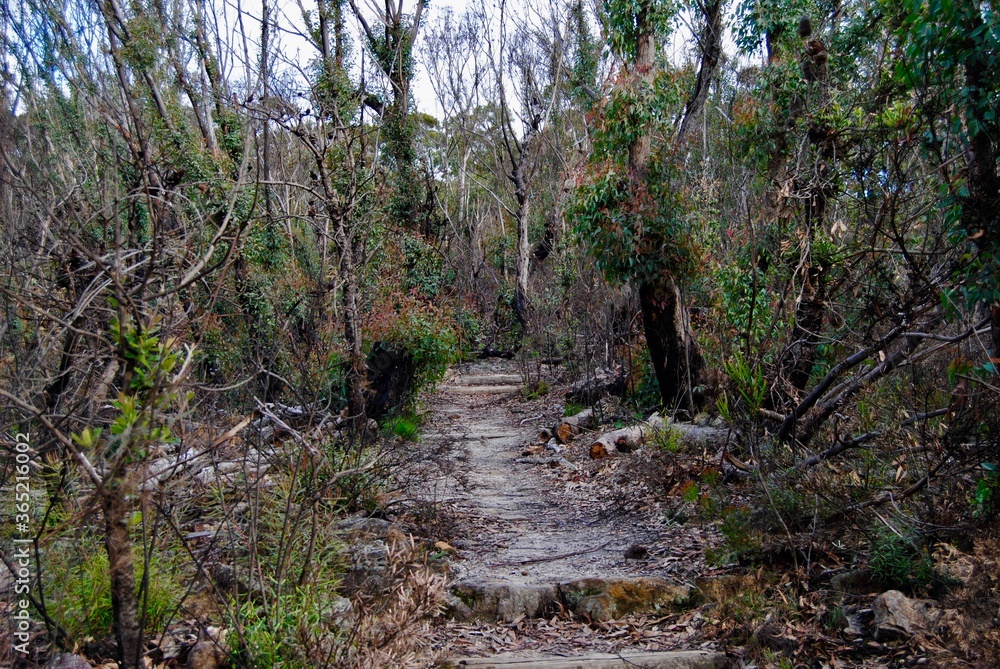 Australian bush recovers after the bush fires of 2019/20 Australian bush recovers after the bush fires of 2019/20