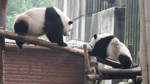 Playful Mother Panda is Playing with her Cute Cub, Precious Moment of Mother and her Cubbie, Chengdu, China photo