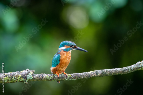 Male Kingfisher (Alcedo atthis) on a perch on a sunny morning