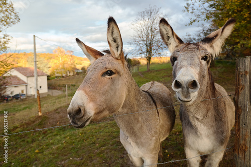 Two donkeys on the farm behind the fence