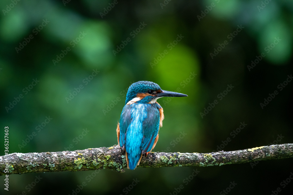 Obraz premium Male Kingfisher (Alcedo atthis) on a perch on a sunny morning