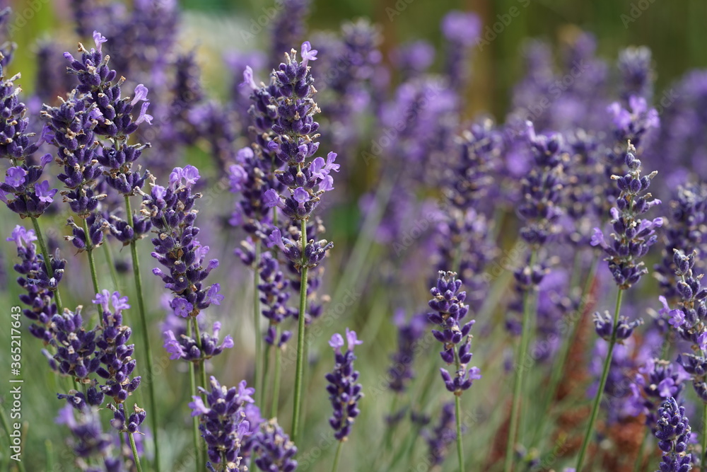 Naklejka premium Lavendel