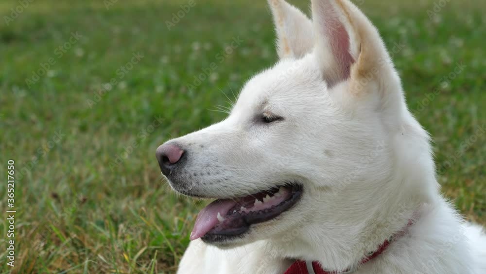 A white akita in the park on a sunny autumn day A white akita in the park on a sunny autumn day