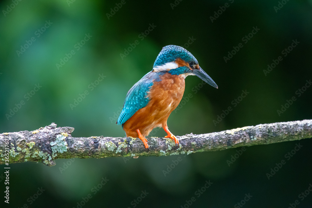 Male Kingfisher (Alcedo atthis) on a perch on a sunny morning Male Kingfisher (Alcedo atthis) on a perch on a sunny morning