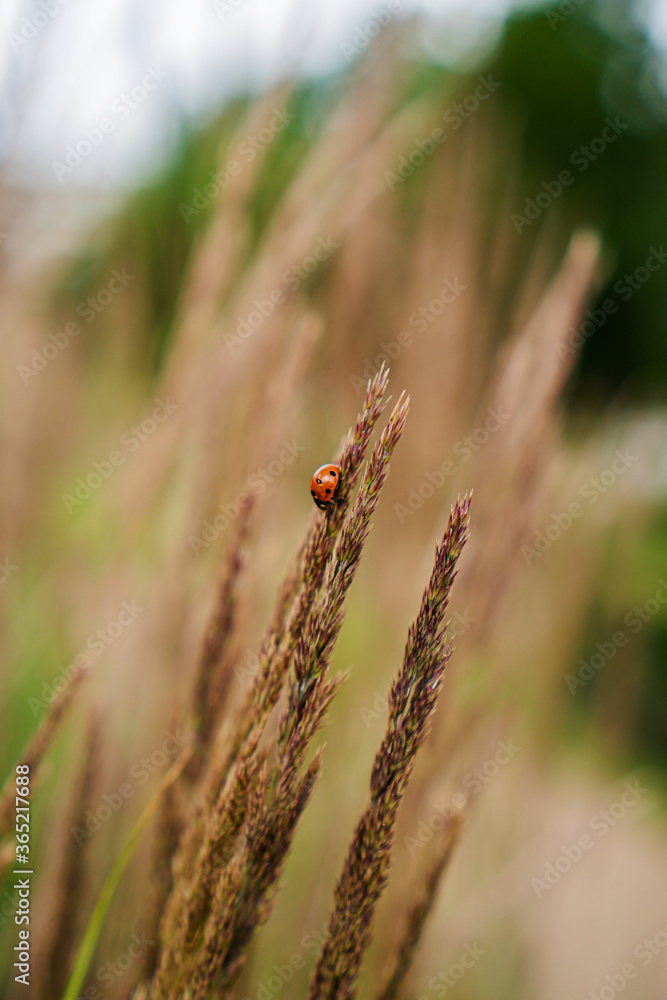ladybug sitting on yellow grass ladybug sitting on yellow grass