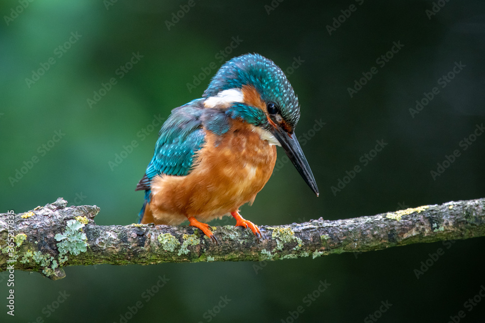 Male Kingfisher (Alcedo atthis) on a perch on a sunny morning Male Kingfisher (Alcedo atthis) on a perch on a sunny morning