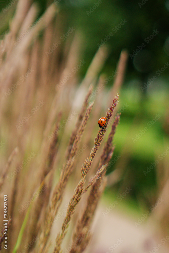 ladybug sitting on yellow grass ladybug sitting on yellow grass