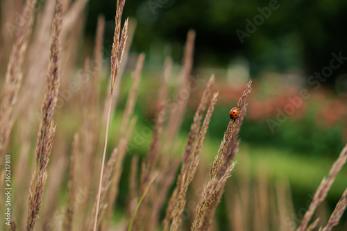 ladybug sitting on yellow grass © Ирина Журавлева
