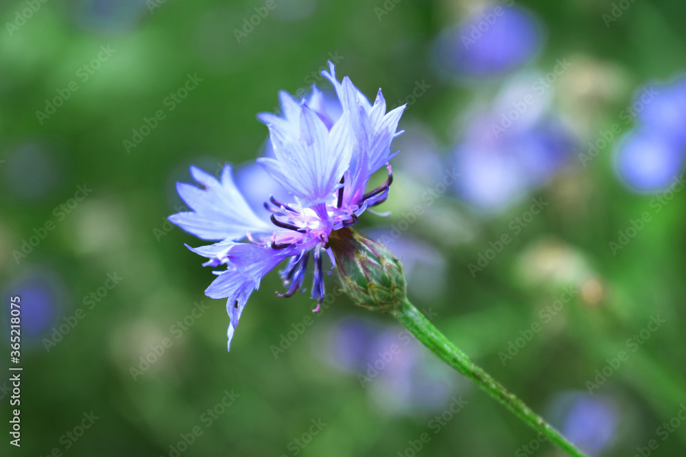 beautiful flower beautiful flower