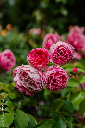 pink roses in the garden on the bush