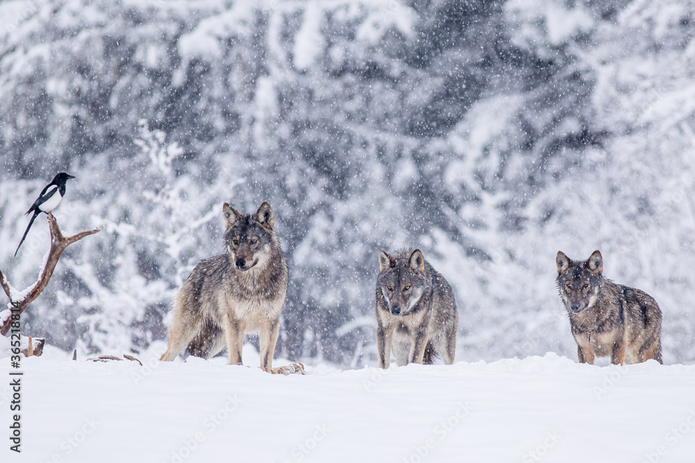 Naklejka premium Wolfs on winter meadow.