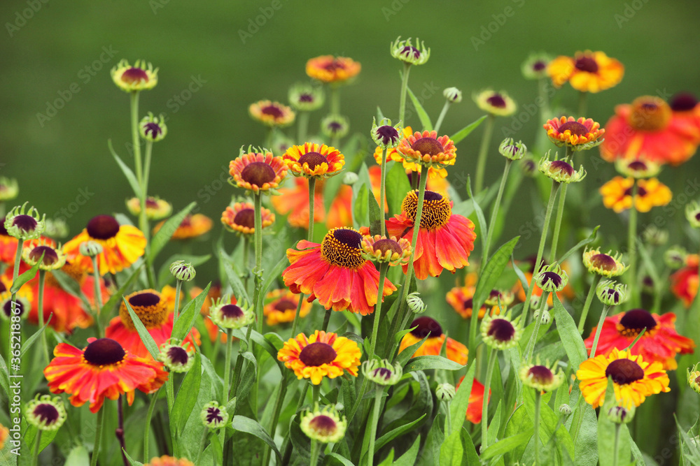 Fototapeta premium Helenium 'Sahin's Early Flowerer' sneezeweed daisies in flower