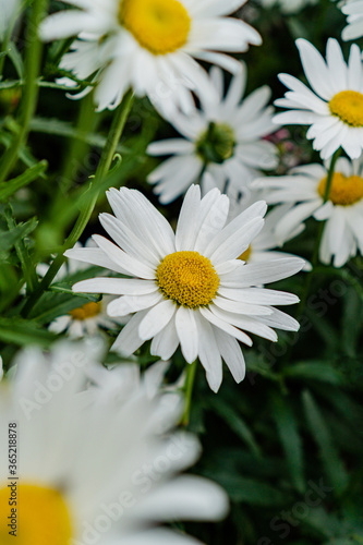 large daisies in the field