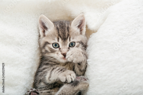 Striped tabby kitten playing with paws. Portrait of beautiful fluffy gray kitten. Cat, animal baby, kitten lies on white plaid and looking in camera