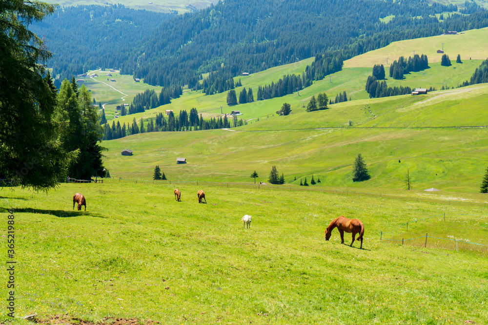 Horses at the fields of the beautiful Alpe di siusi Seiser Alm in the dolomites South Tyrol, Italy