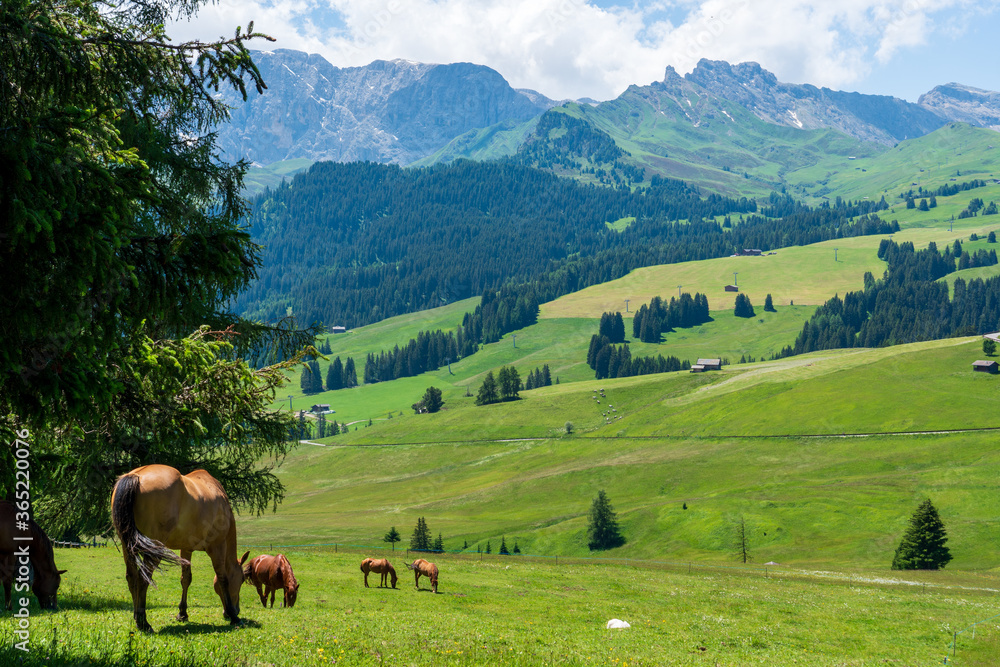 Horses at the fields of the beautiful Alpe di siusi Seiser Alm in the dolomites South Tyrol, Italy