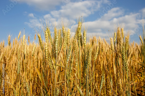 Wallpaper Mural field of wheat Torontodigital.ca