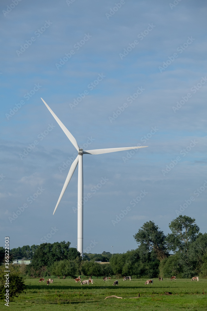 Field with cows in front of wind turbine Field with cows in front of wind turbine