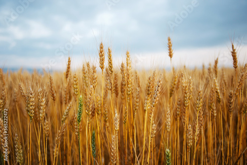 Wallpaper Mural golden wheat field in summer Torontodigital.ca