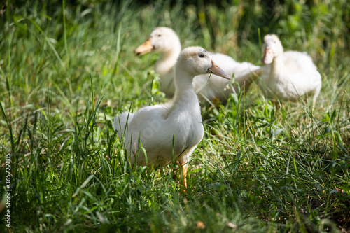 inquisitive white ducks
