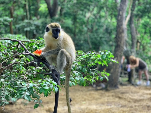 Green Monkey in the Trees in Barbados, Caribbean - Eating Watermelon at Barbados Wildlife Reserve (Saint Peter Parish) photo