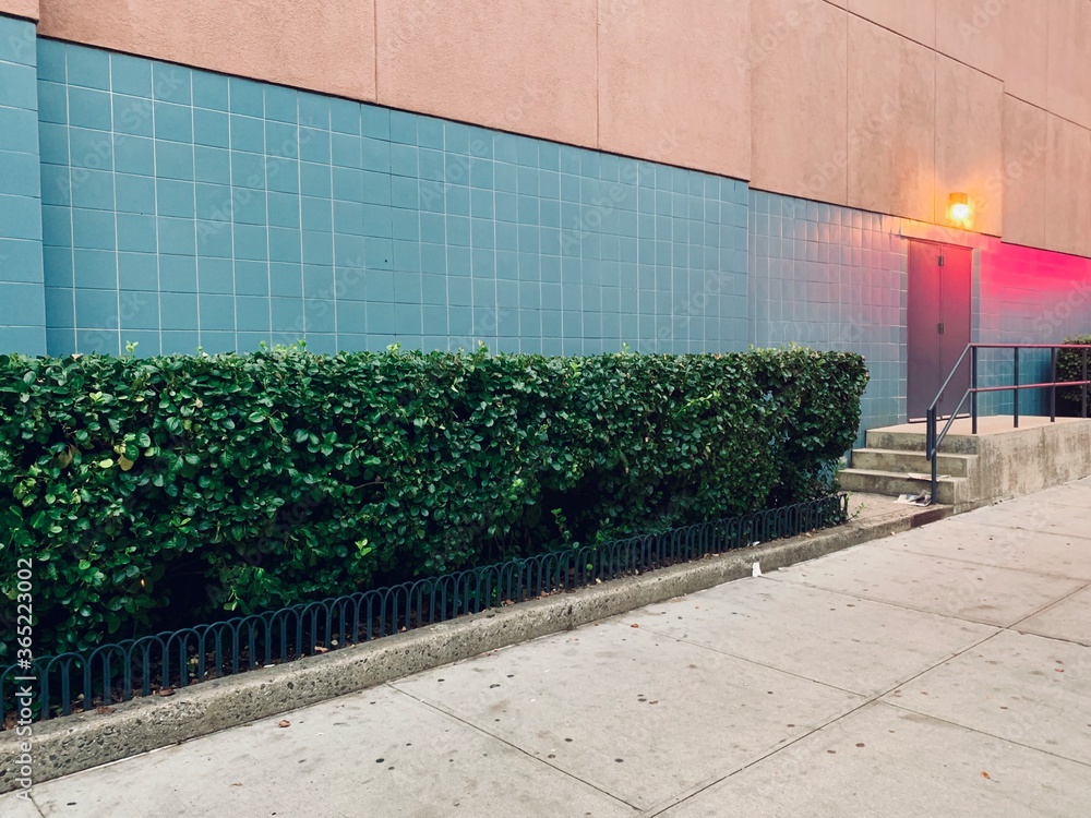 Plants Growing Against Wall Of Building Stock Photo Adobe Stock