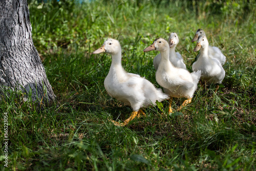 white ducks
