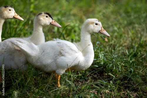 white ducks © Liubov Kartashova