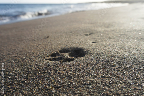 Dog single footprint in sand. Sand beach, ocean, paw print. Close-up.