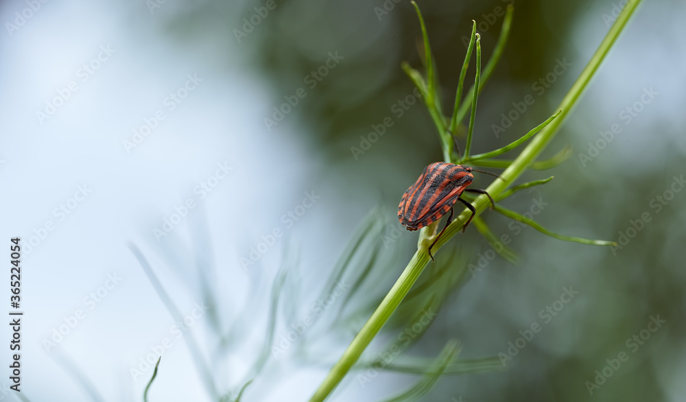 Red striped bedbug on a green branch of dill Graphosoma italicum, red and black striped stink bug, Pentatomidae. Red striped bedbug on a green branch of dill Graphosoma italicum, red and black striped stink bug, Pentatomidae.