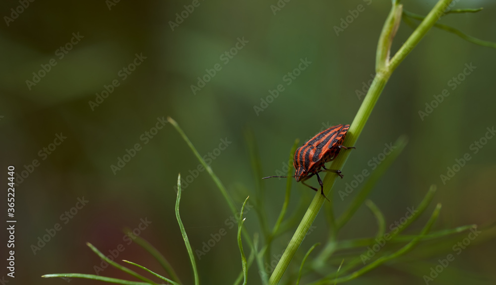 Red striped bedbug on a green branch of dill Graphosoma italicum, red and black striped stink bug, Pentatomidae. Red striped bedbug on a green branch of dill Graphosoma italicum, red and black striped stink bug, Pentatomidae.