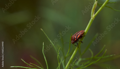 Red striped bedbug on a green branch of dill Graphosoma italicum, red and black striped stink bug, Pentatomidae.