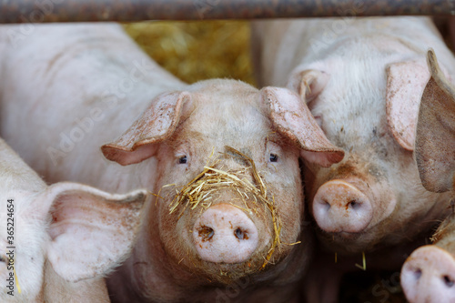 pig in farm