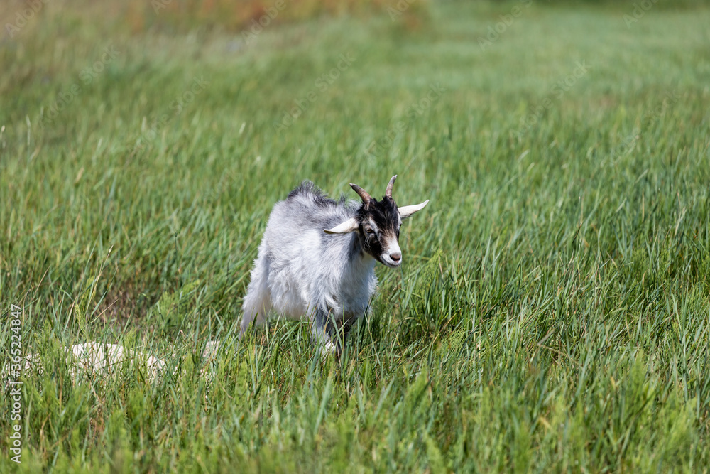 little goat on a meadow