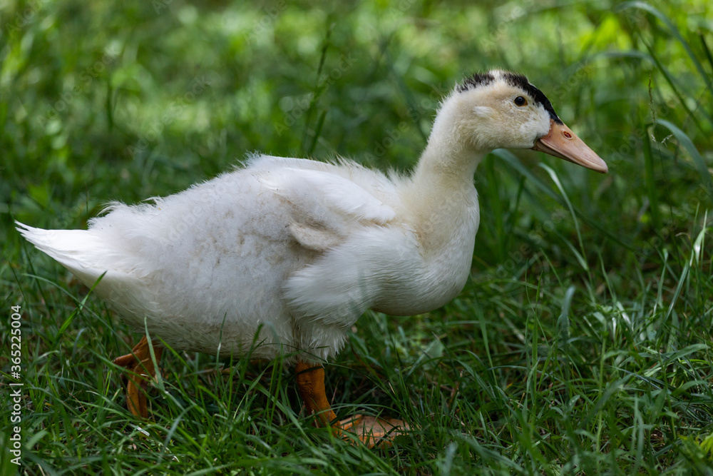 white duck on a green grass white duck on a green grass