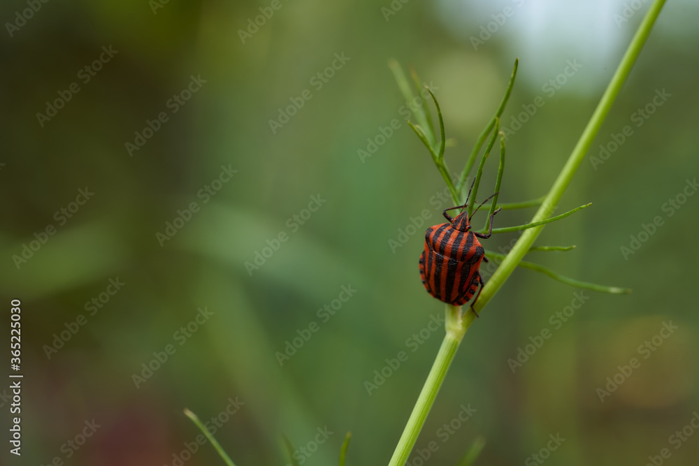 Red striped bedbug on a green branch of dill Graphosoma italicum, red and black striped stink bug, Pentatomidae. Red striped bedbug on a green branch of dill Graphosoma italicum, red and black striped stink bug, Pentatomidae.