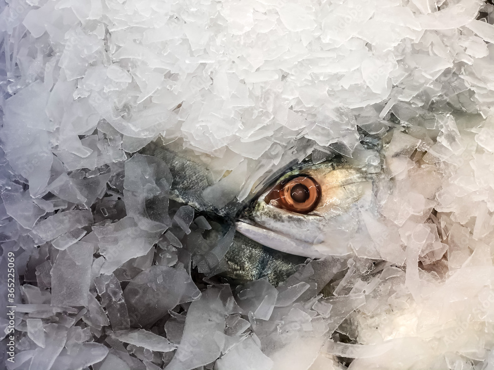 The fish that has been covered by ice scales, only the eyes.