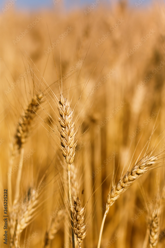 Outdoor concept spot focus of wheat ears in havest season wheat fileld with copy space Outdoor concept spot focus of wheat ears in havest season wheat fileld with copy space