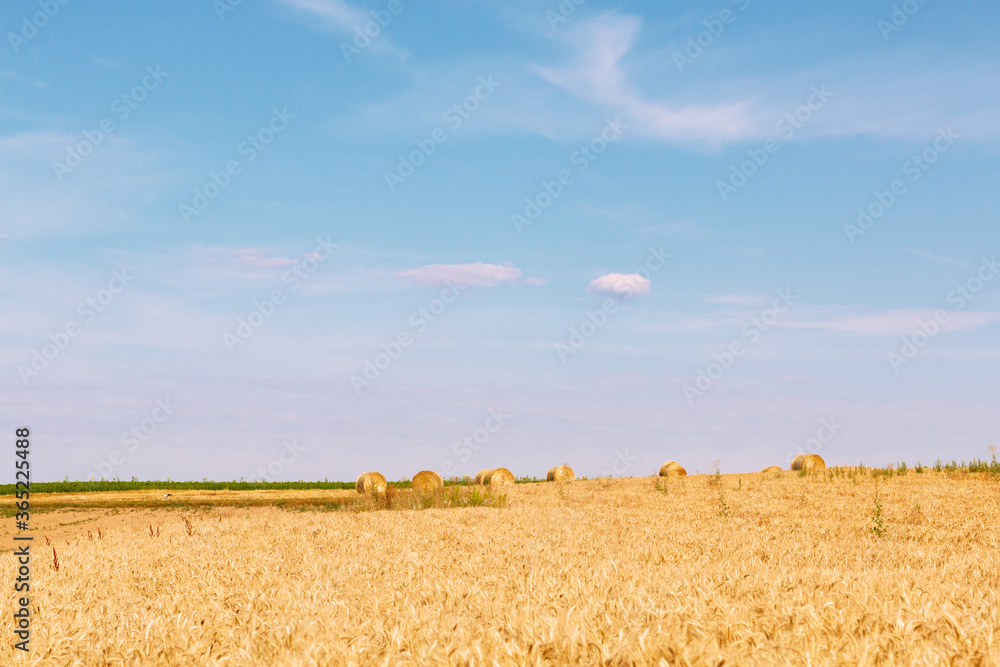 Fototapeta premium Outdoor background concept hay bale of straw in landscape of havest season wheat fileld with copy space
