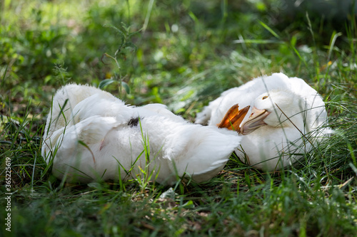 white ducks scratching feathers