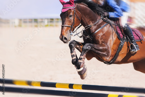 A Bay racehorse with a rider in the saddle quickly jumps over a high yellow-and-black barrier at a competition. ©  Valeri Vatel